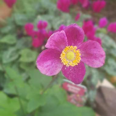 Anemone huphensis var japonica 'Rubra'