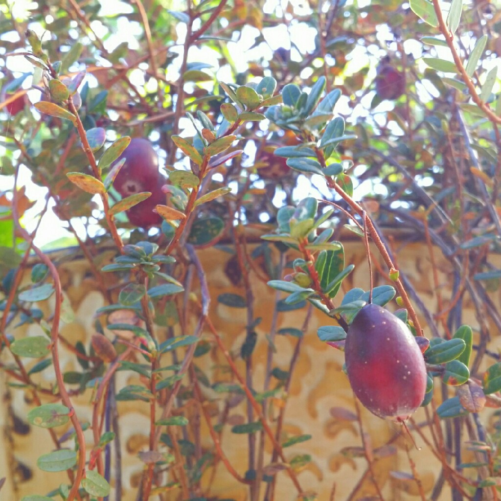 Vaccinium oxycoccos