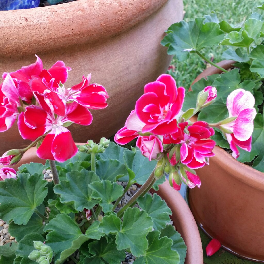 plant image 37634