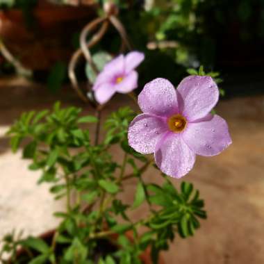 Oxalis hirta