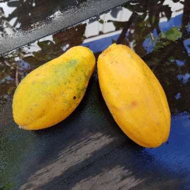 Carica papaya