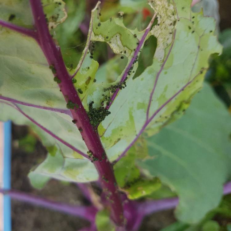 plant image 406417