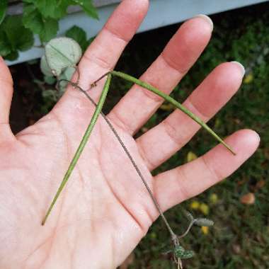 Ceropegia linearis subsp. Woodii
