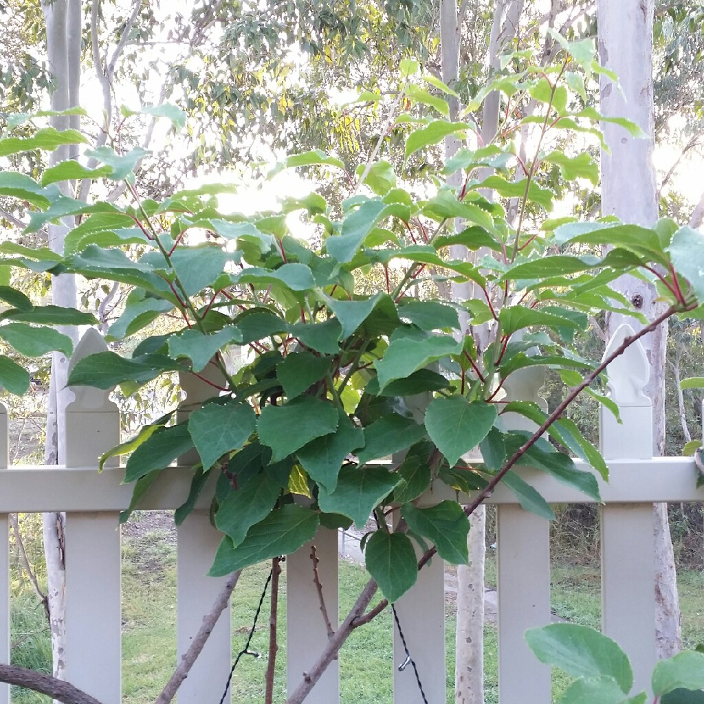 plant image 46441