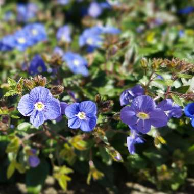 Veronica peduncularis 'Georgia Blue' syn. Veronica umbrosa 'Georgia Blue', Veronica peduncularis 'Oxford Blue'