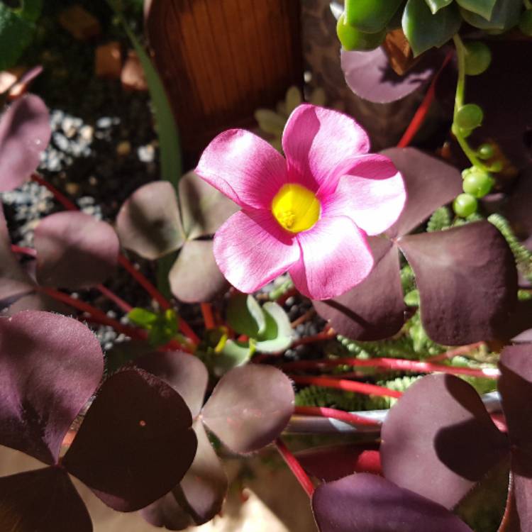 plant image 496541