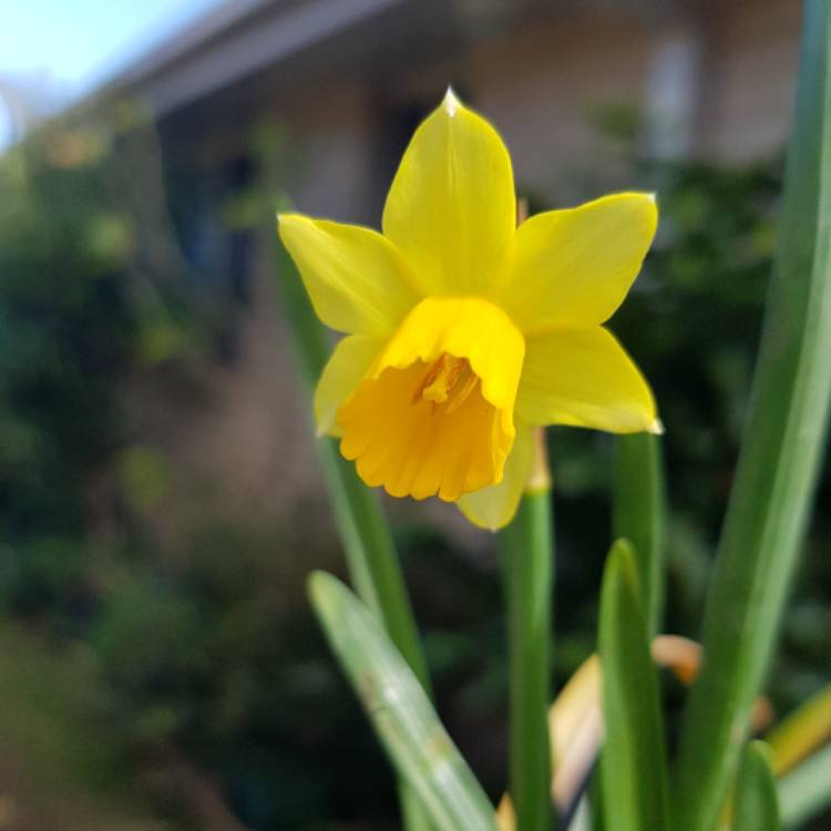plant image 510897