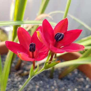 Babiana villosa
