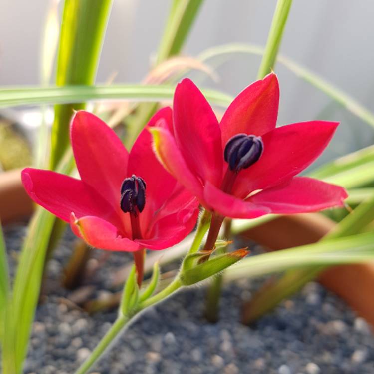 plant image 535306