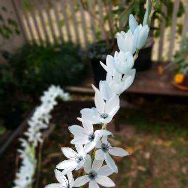 Ixia viridiflora var 'Amethystina'