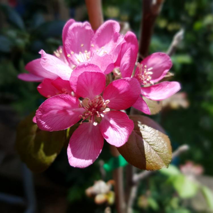plant image 567795