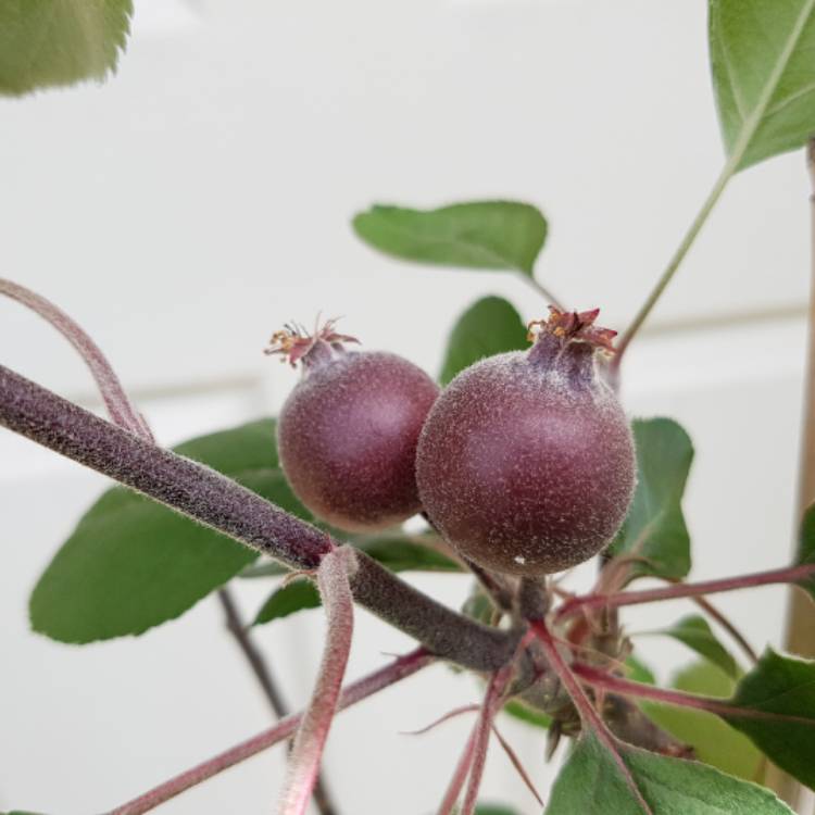 Plant image Malus domestica 'Lureprec' (Redlove Series) syn. Malus domestica 'Redlove Circe'