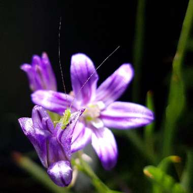 Brodiaea elegans