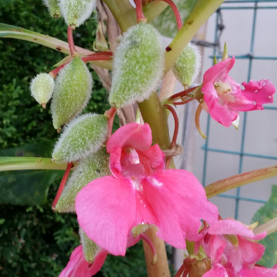 Impatiens balsamina 'Camellia Flowered'