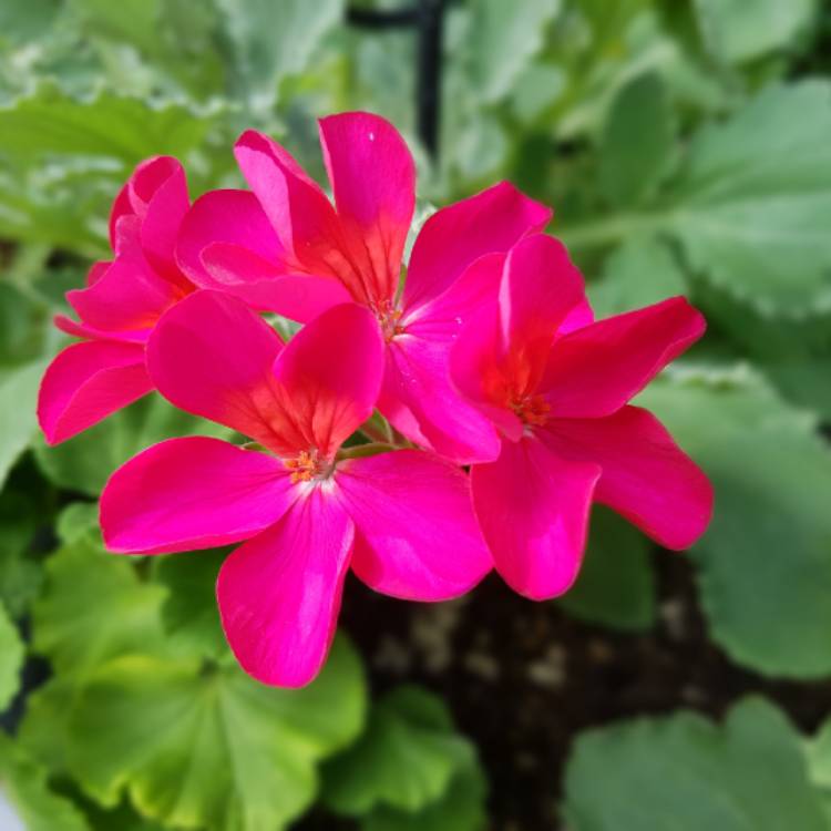 plant image 647149