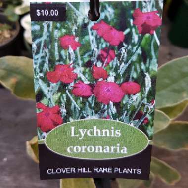 Lychnis coronaria syn. Agrostemma coronaria syn. Agrostemma tomentosum