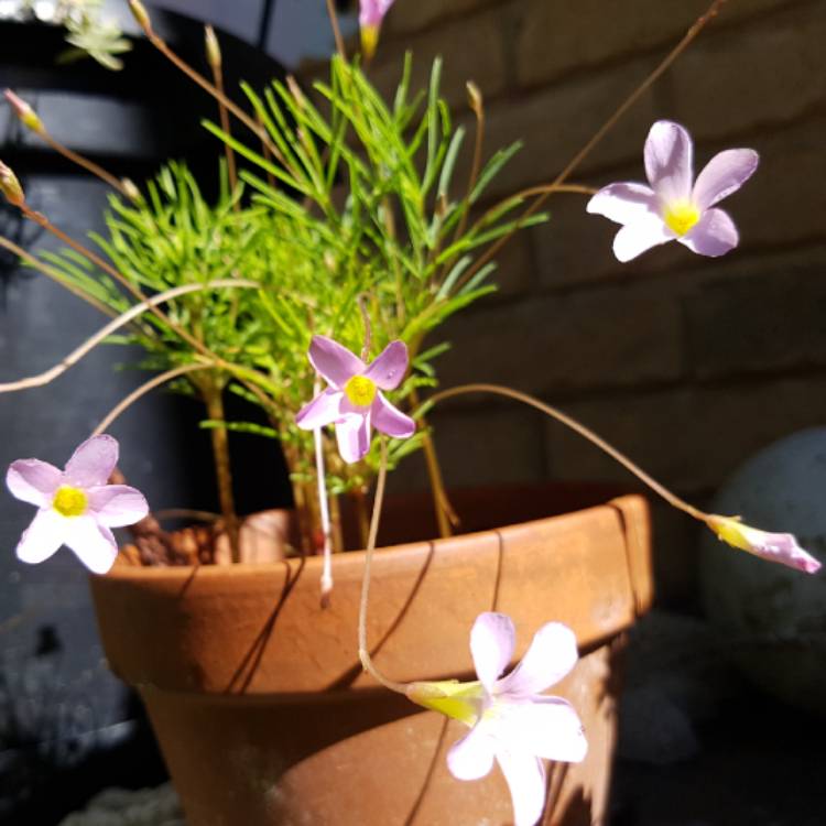 plant image 653571