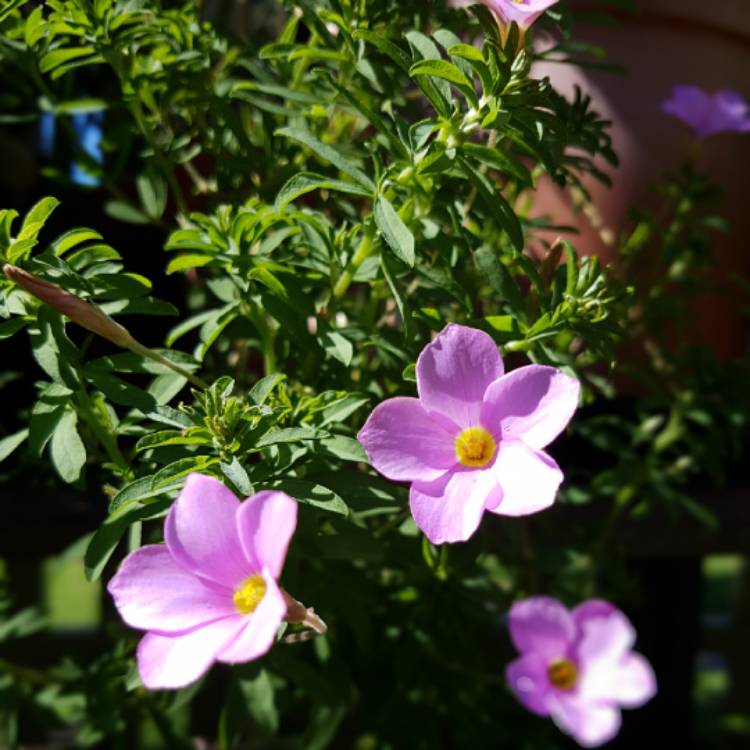 plant image 653573 plant image 653573