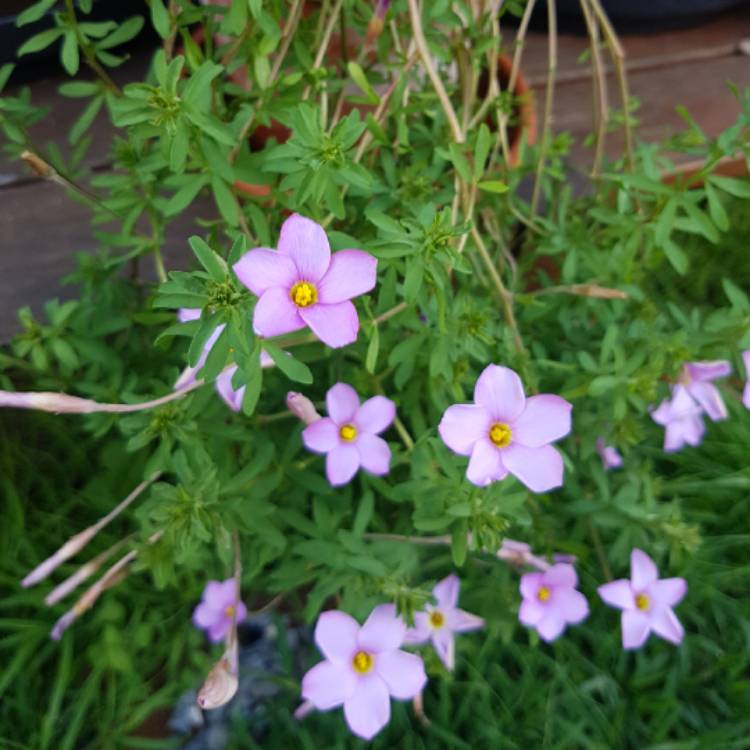 plant image 667301 plant image 667301