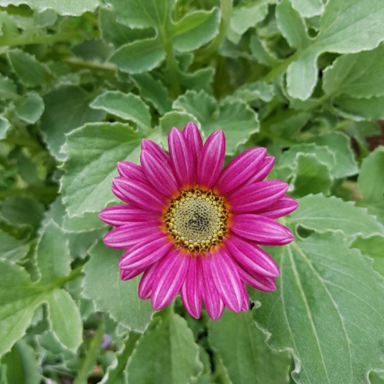 plant image 667321