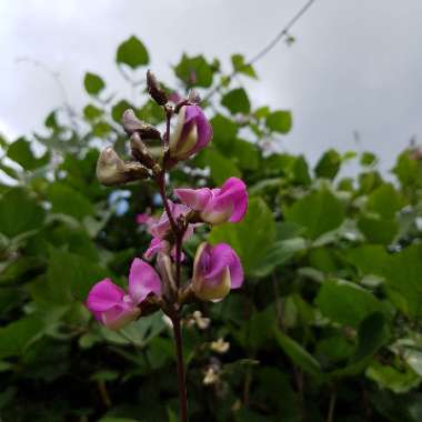 Lablab purpureus syn. Dolichos lablab