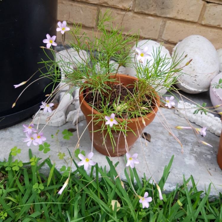 plant image 669009