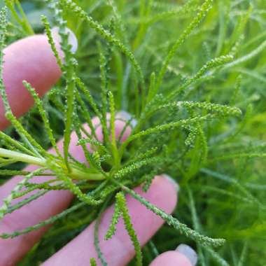 Santolina rosmarinifolia