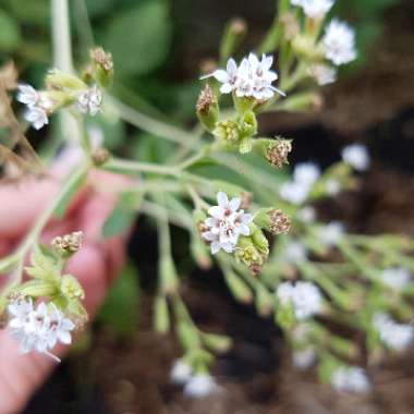 Stevia rebaudiana