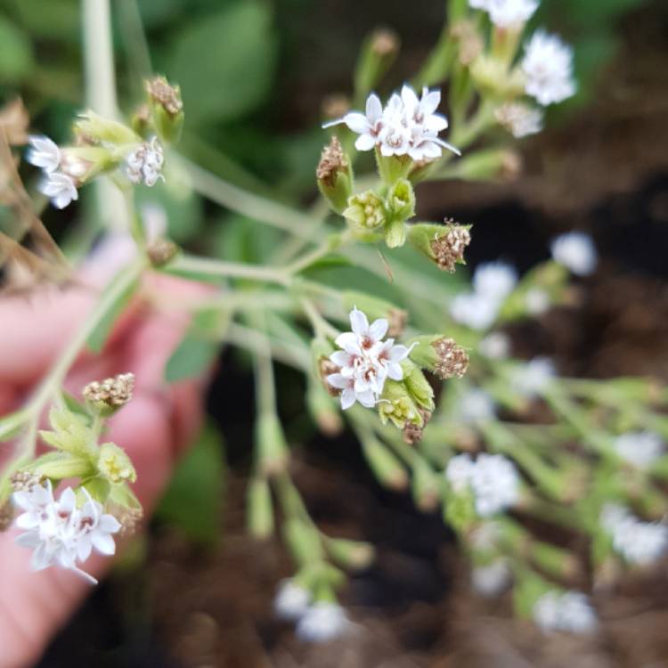Plant image Stevia rebaudiana