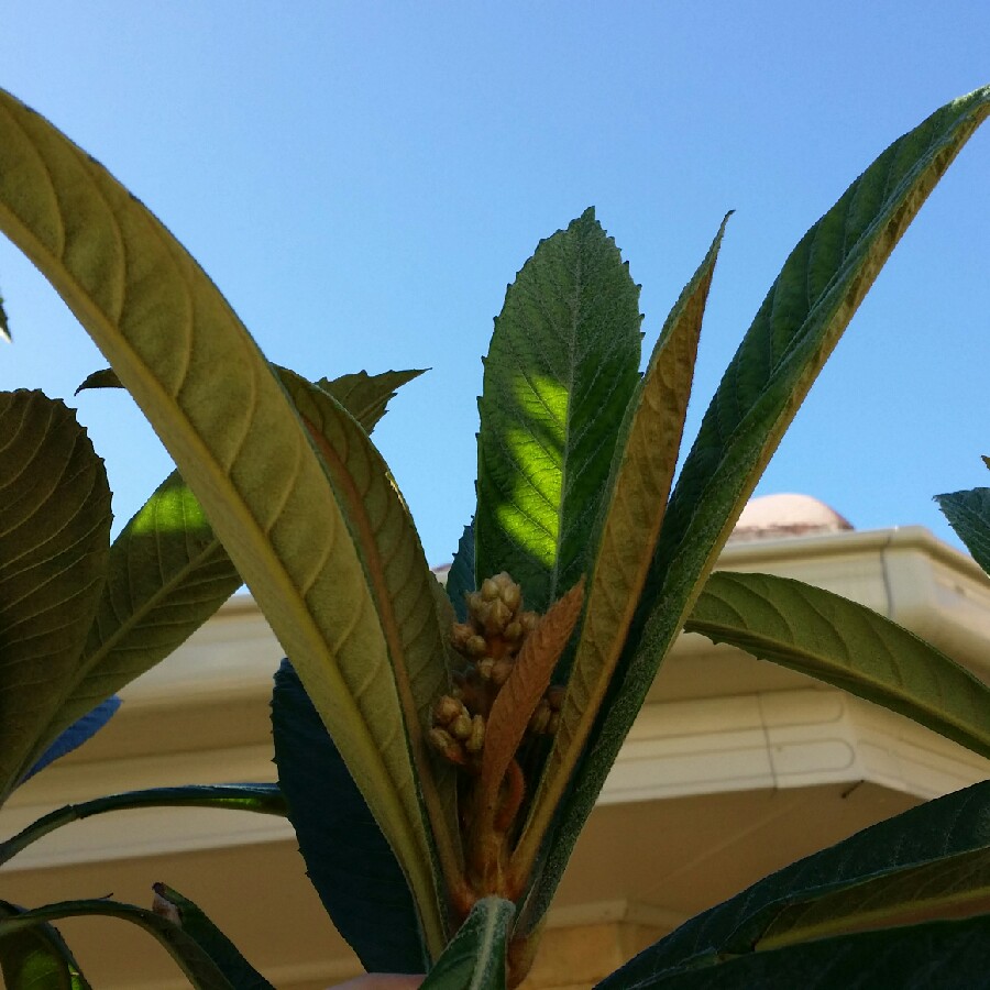 plant image 68575