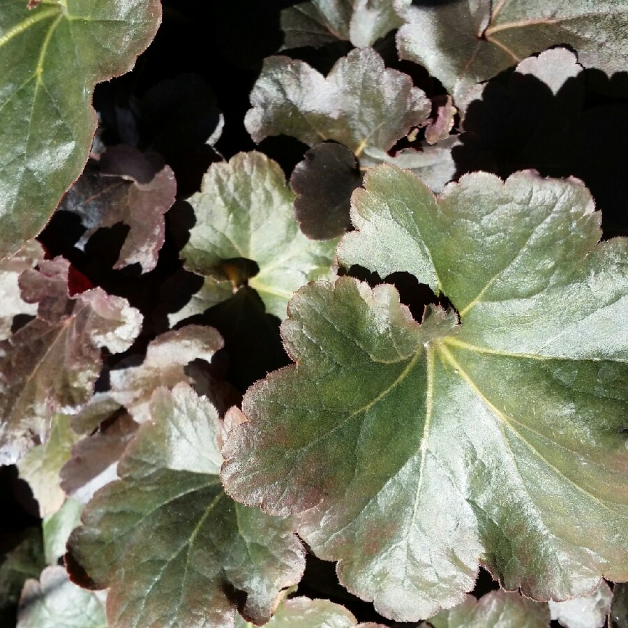 plant image 71733 plant image 71733