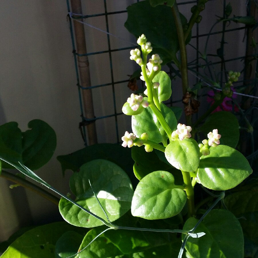 plant image 71841