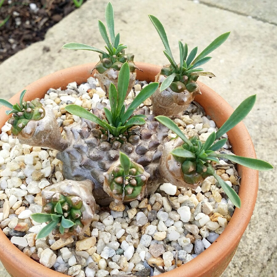 plant image 73330