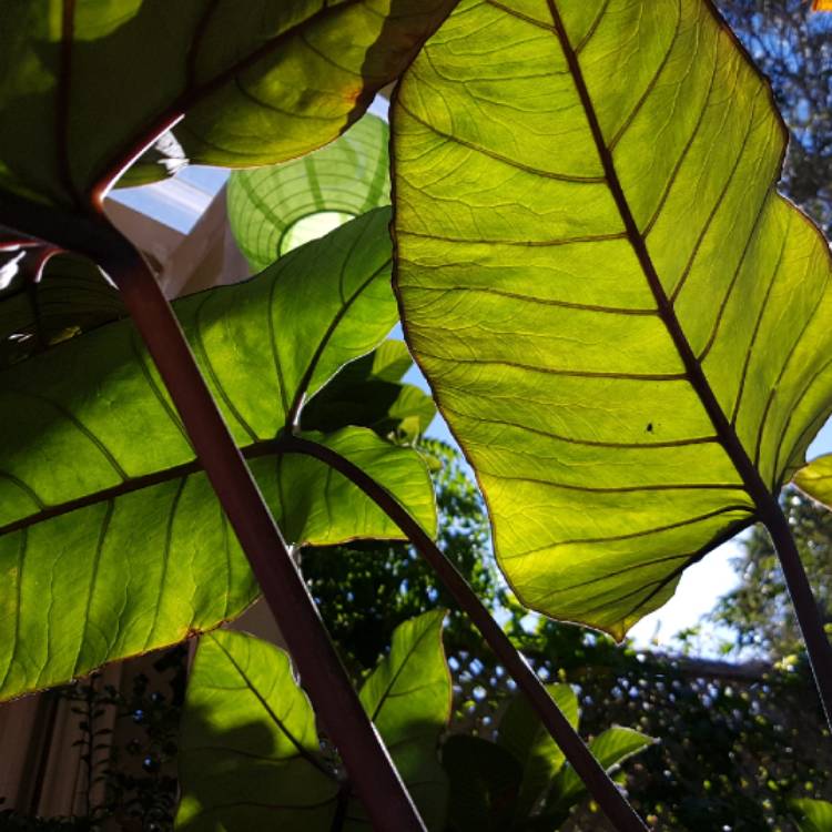 plant image 757894 plant image 757894