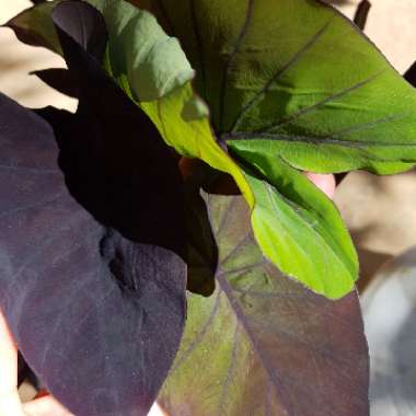 Colocasia esculenta 'Black Magic'