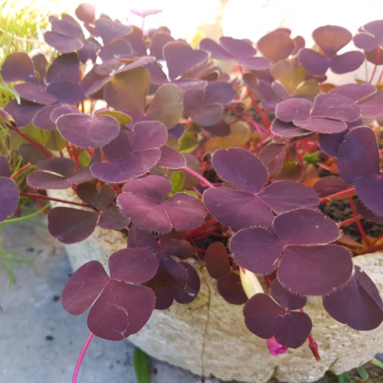 plant image 757903