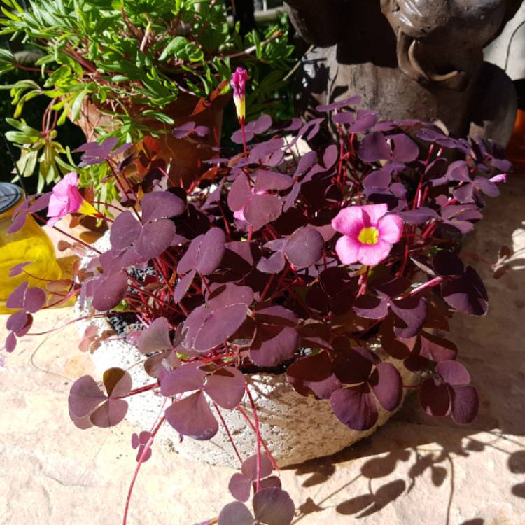 plant image 797978