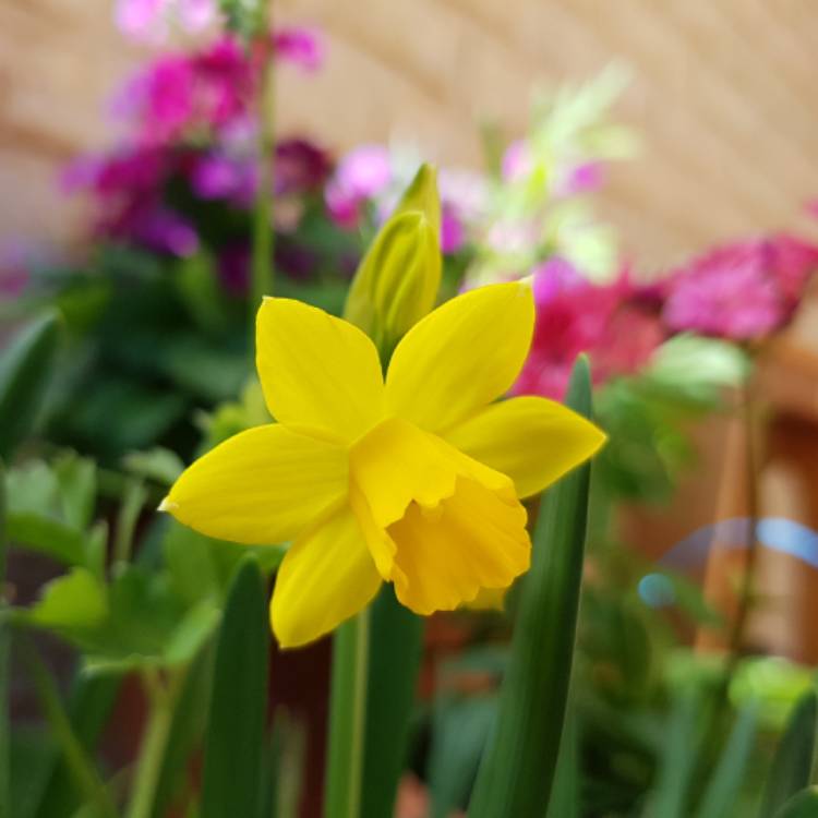 plant image 807459