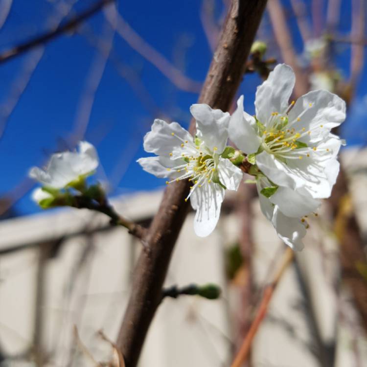plant image 816047