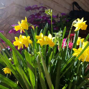 Narcissus 'Tête-à-Tête'