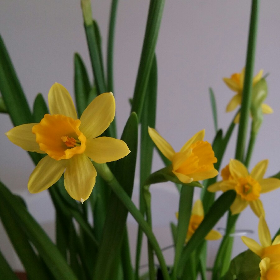 plant image 81688