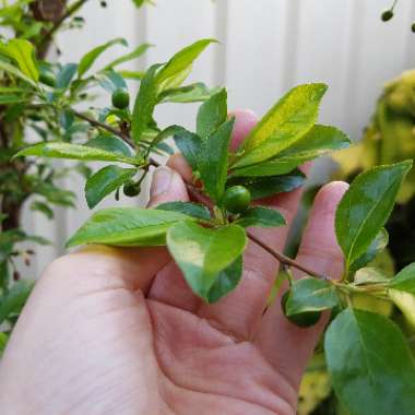 Prunus domestica 'Victoria'