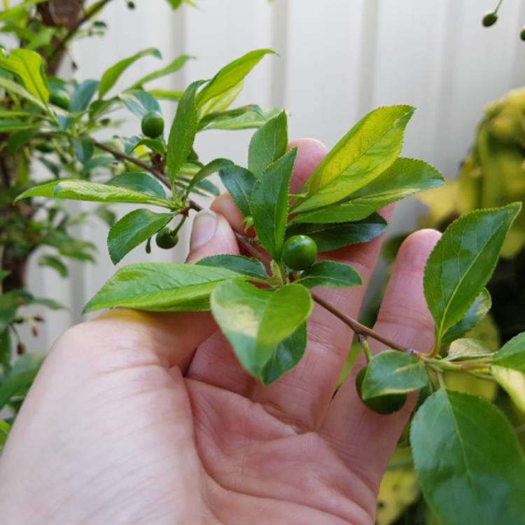 plant image 842284