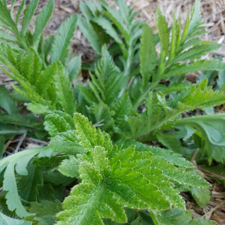 plant image 843265 plant image 843265