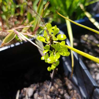 Ziziphus jujuba syn. Ziziphus mauritiana