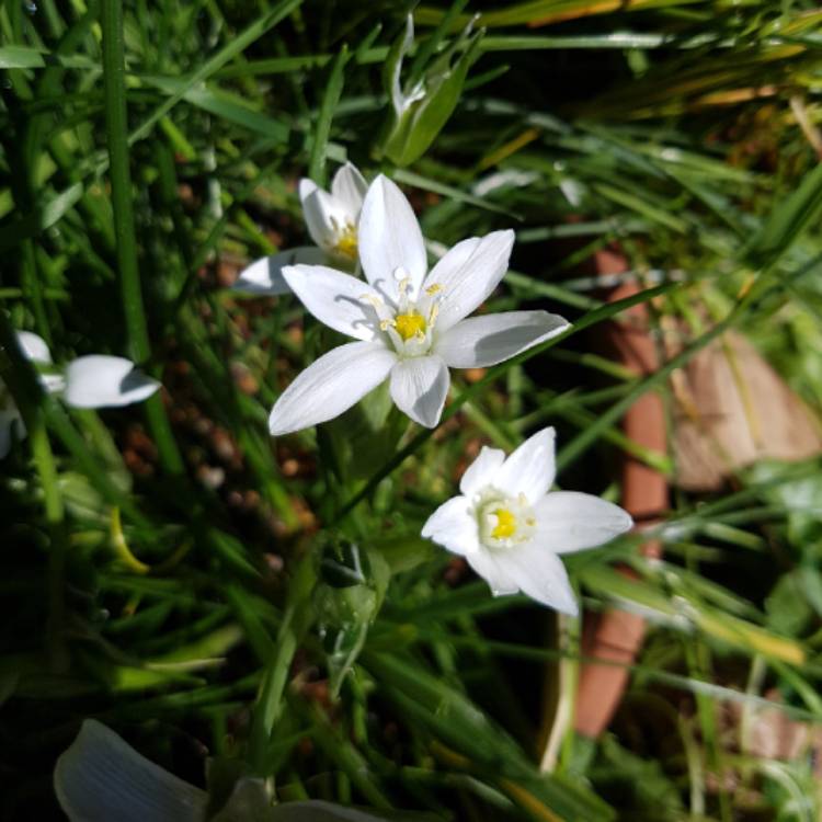 plant image 849300