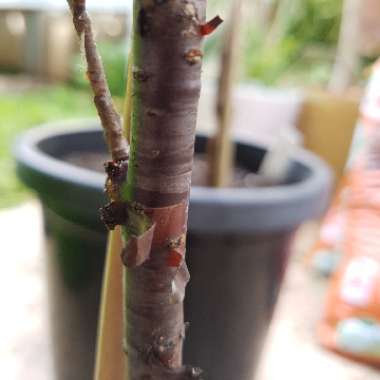 Prunus serrula syn. Prunus serrula var. tibetica, Prunus tibetica