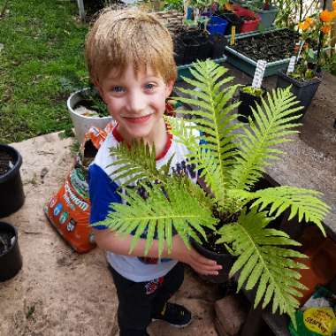 Blechnum Gibbum 'Silver Lady'