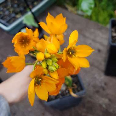 Ornithogalum dubium