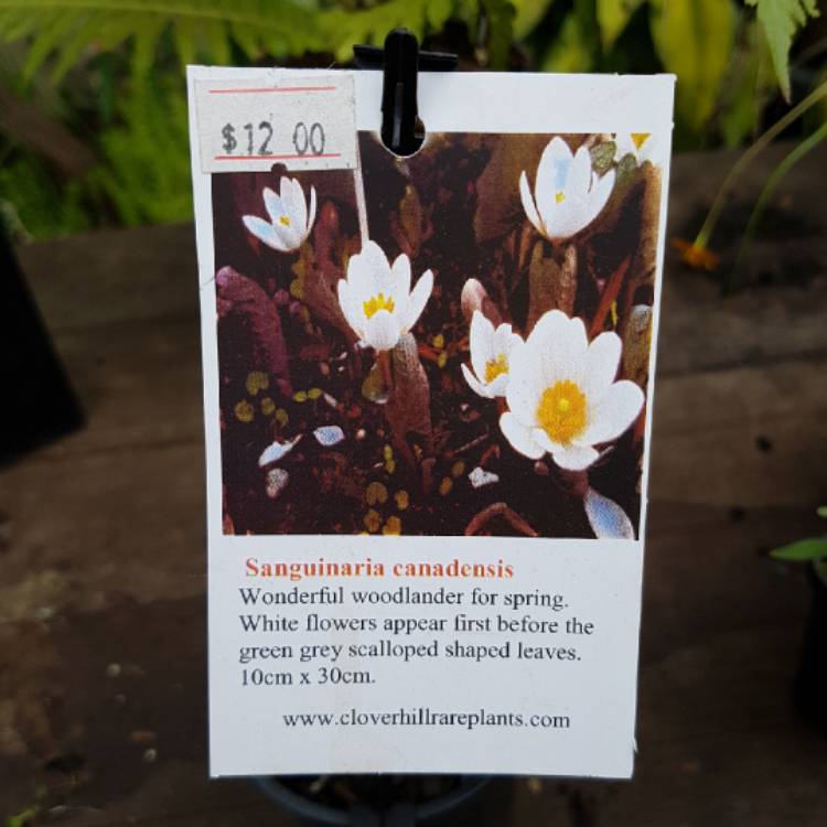 plant image 853877 plant image 853877